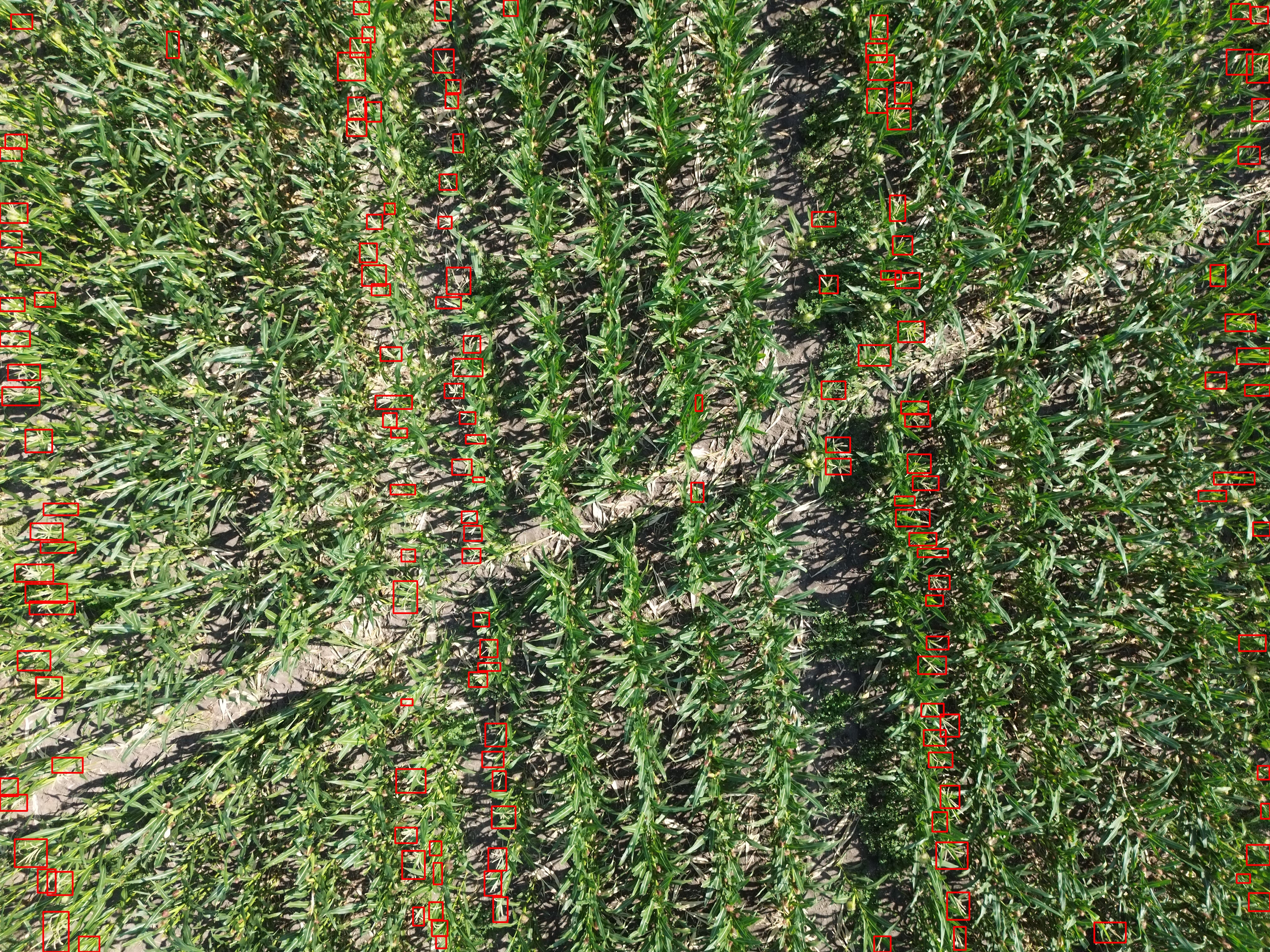 AI detektálási overlay a sorokon – 21,5 millió címer