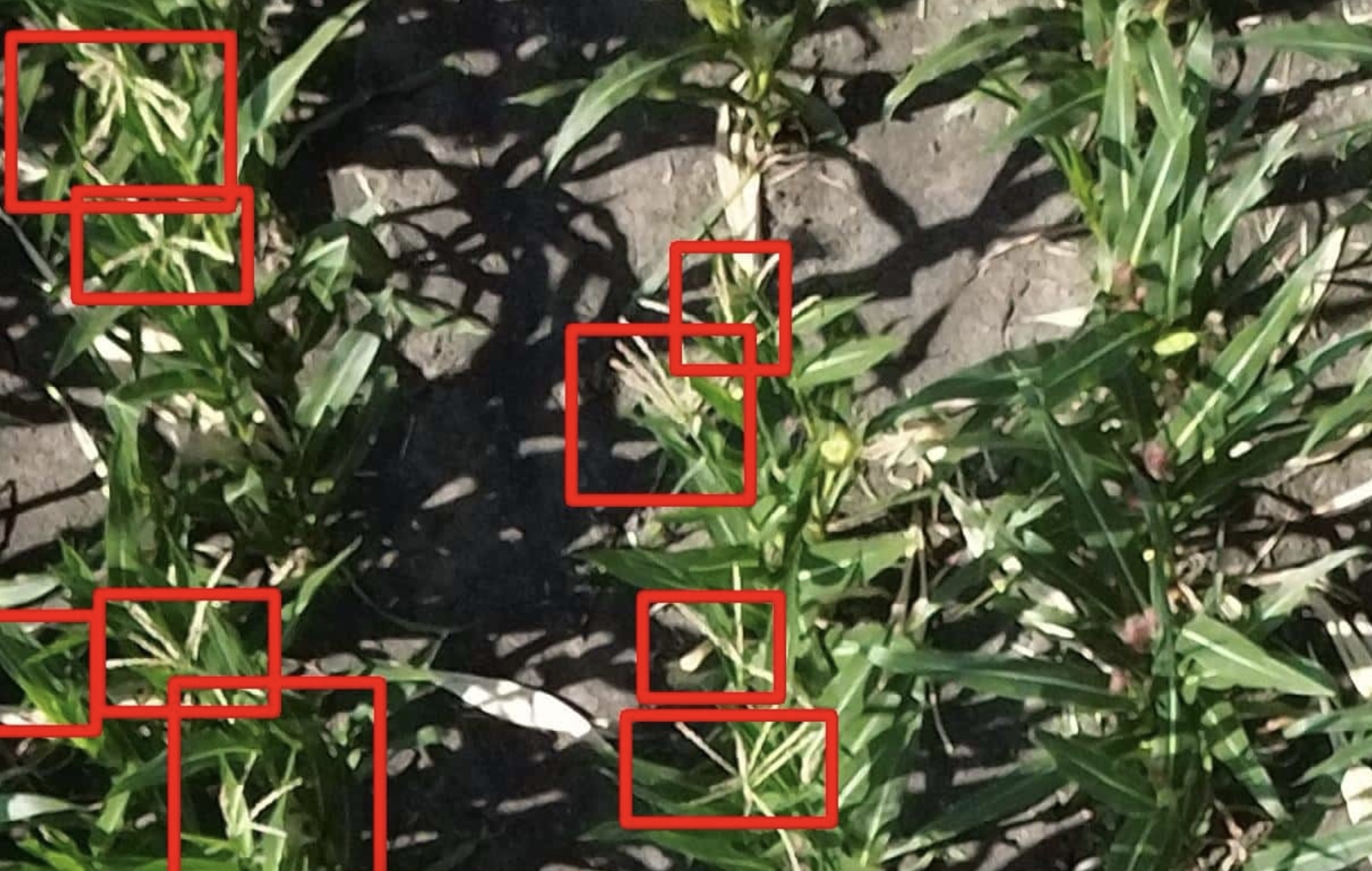 Detected tassel overlay