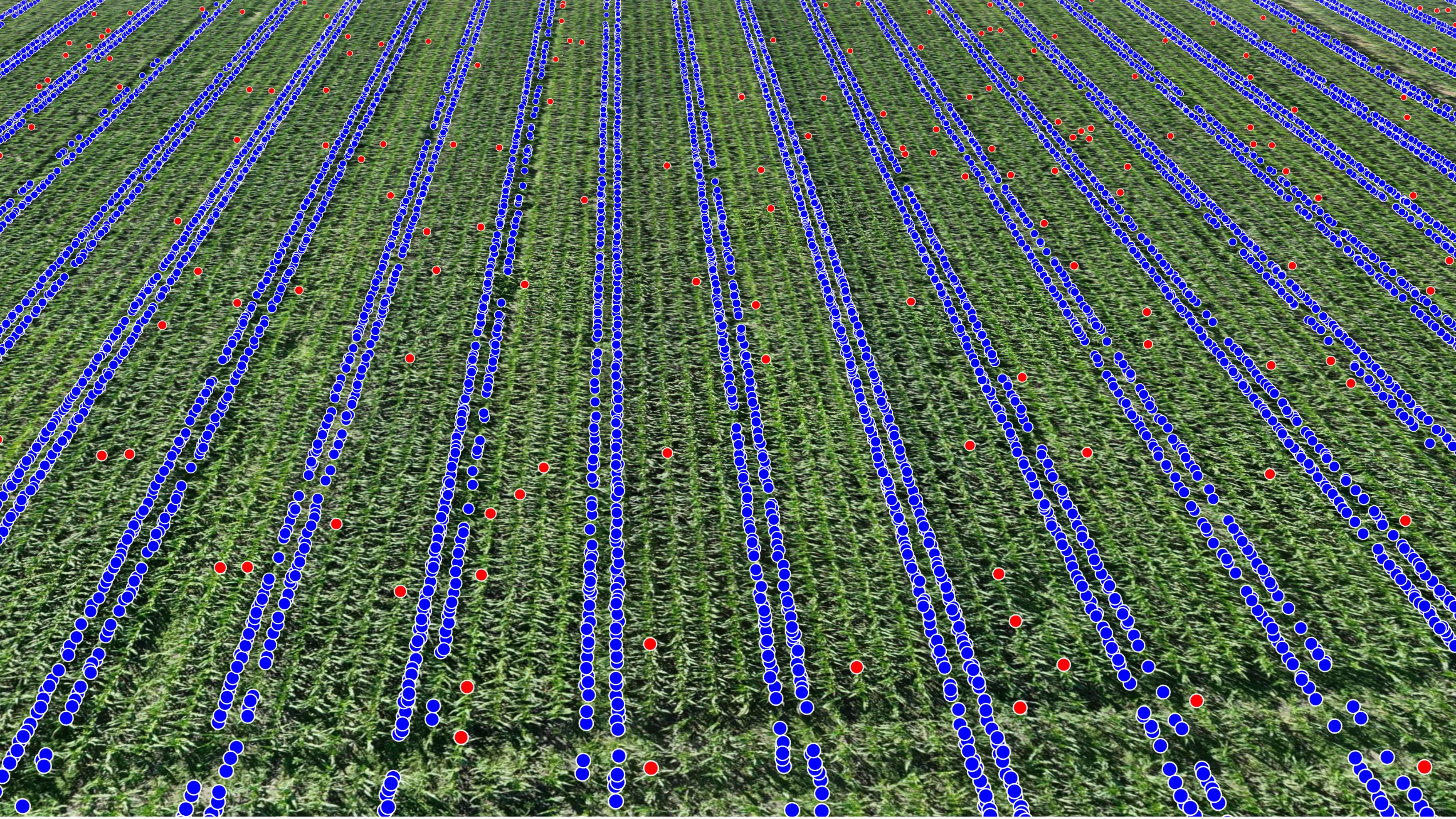 GPS map with tassel detection results