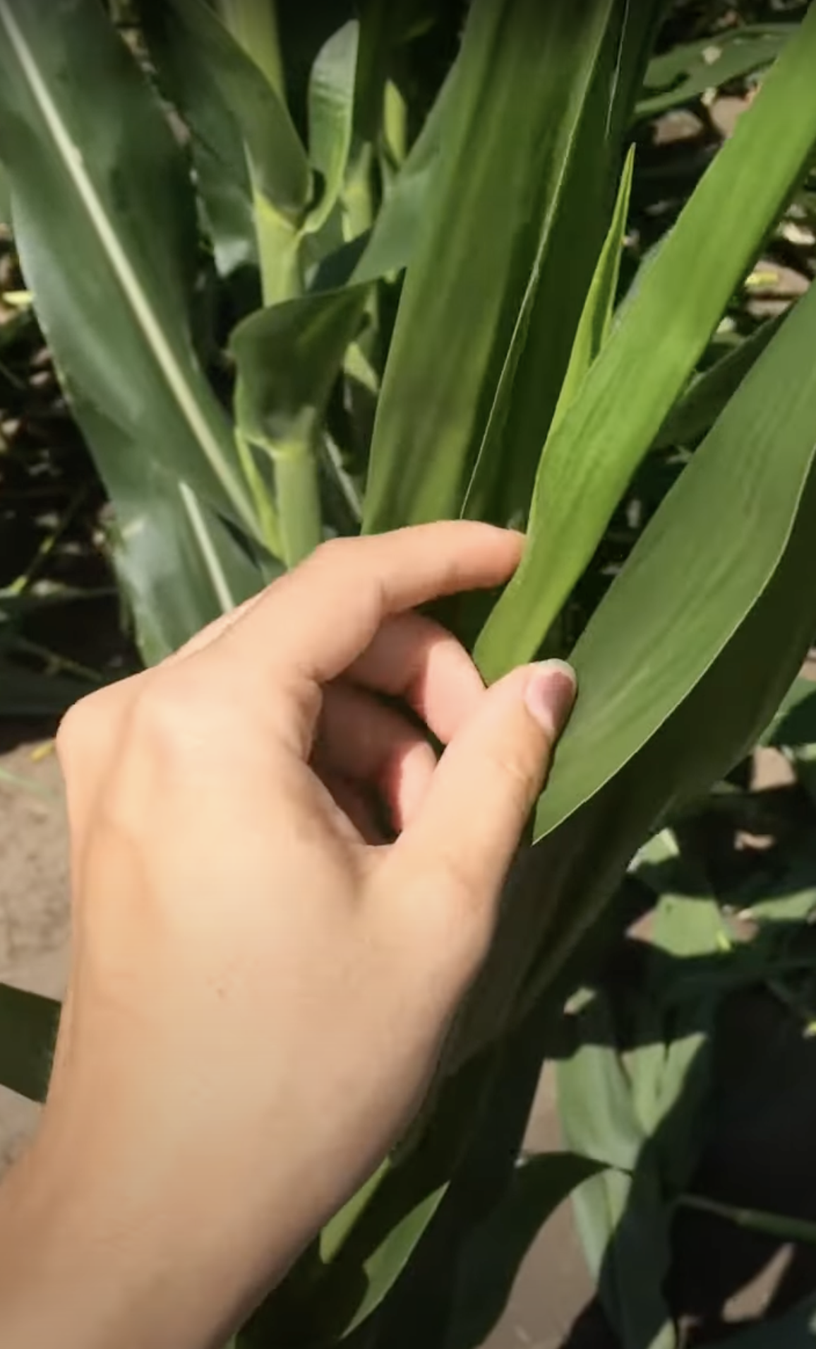 Kukorica címer közelről – 30+ hibrid